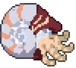 Pearl Nautilus