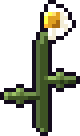 Sunbloom